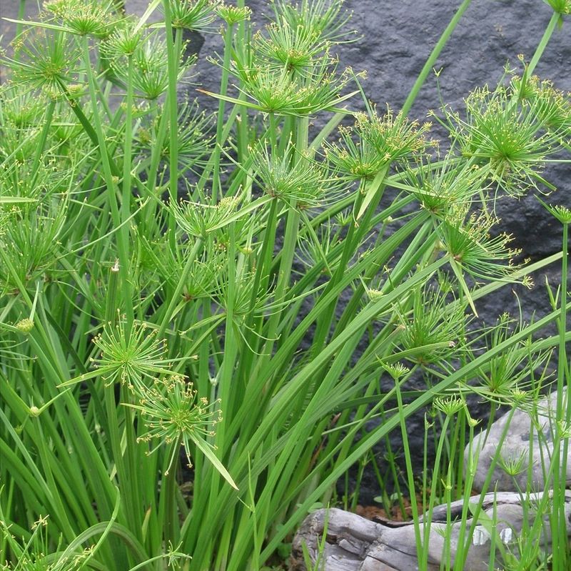 Dwarf Papyrus (Cyperus Haspan)