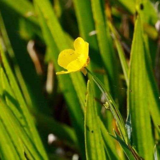 Water Buttercup (Ranunculus Lingua)