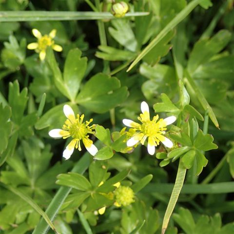 Waoriki (Ranunculus Amphitrichus)