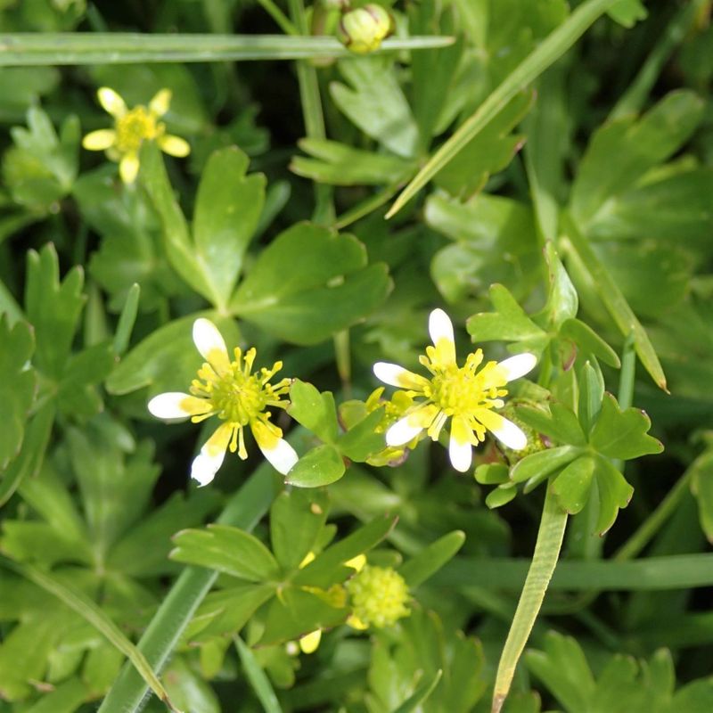 Waoriki (Ranunculus Amphitrichus)