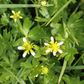 Waoriki (Ranunculus Amphitrichus)