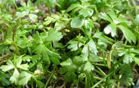 Waoriki (Ranunculus Amphitrichus)