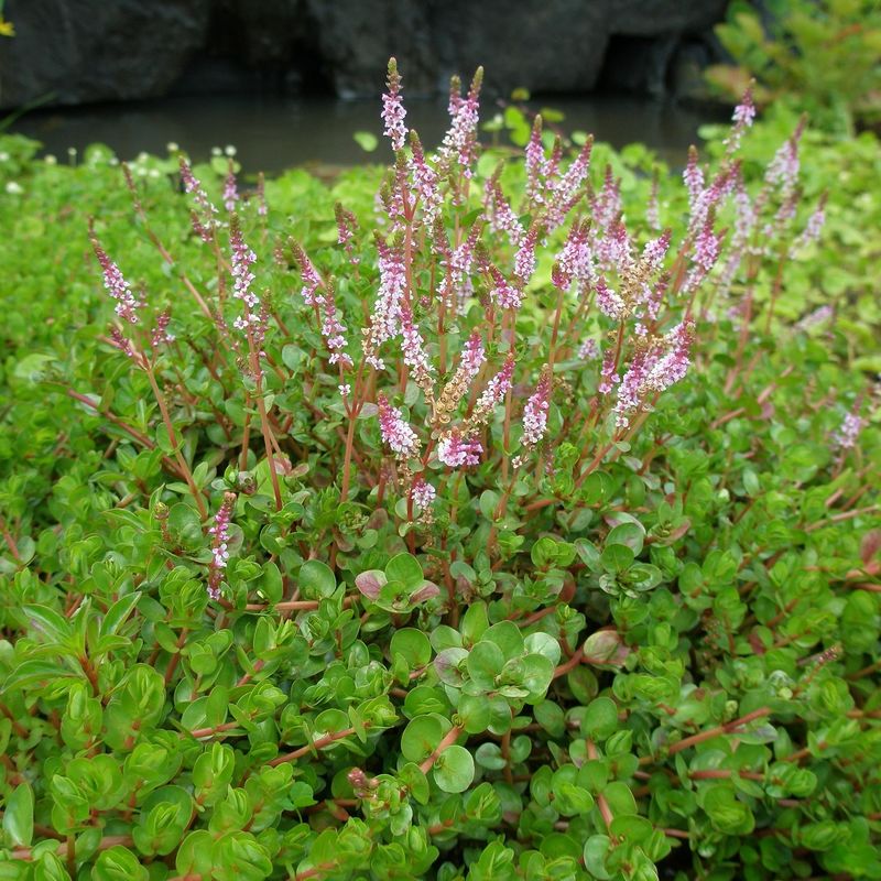 Giant Rotala (Rotala Macrandra)