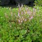 Giant Rotala