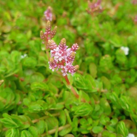 Giant Rotala