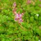 Giant Rotala