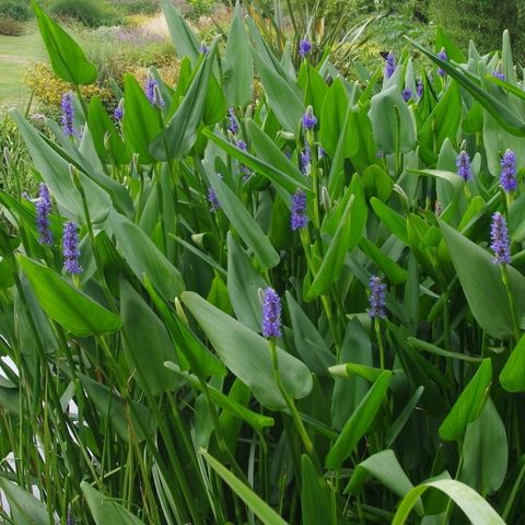 Slender Pickerel Weed (Pontederia Lancifolia)