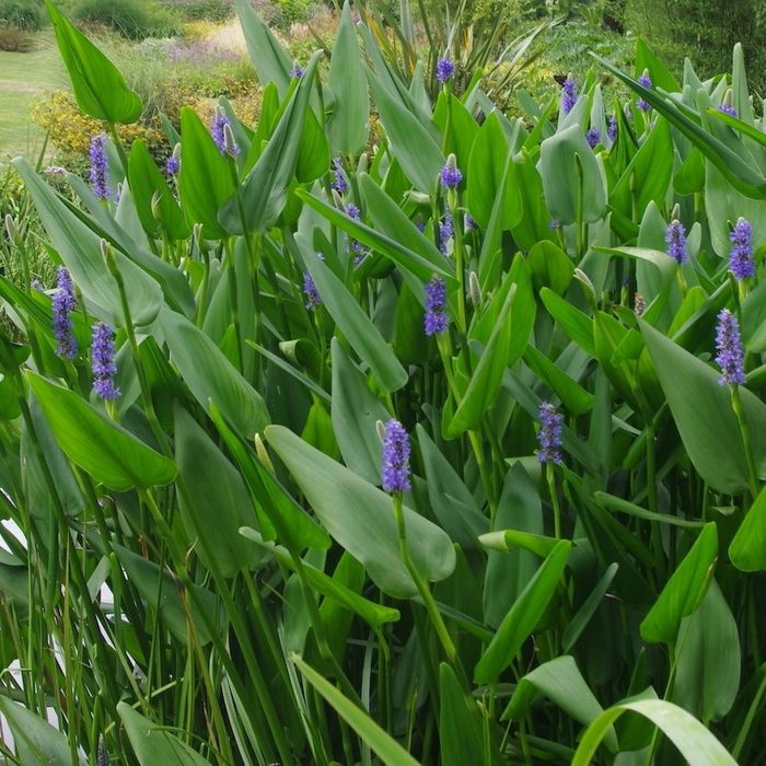 Slender Pickerel Weed