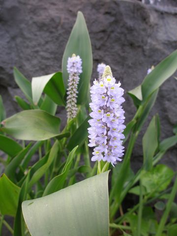 Slender Pickerel Weed