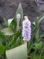 Slender Pickerel Weed (Pontederia Lancifolia)