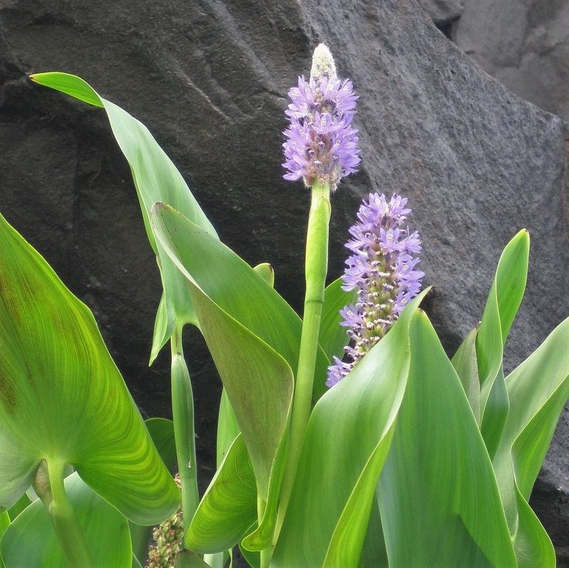 Pond Pickerel (Pontederia Cordata)