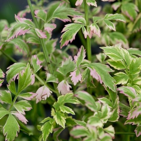 Water Celery (Oenanthe Javanica)