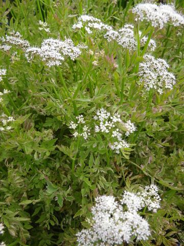 Water Celery (Oenanthe Javanica)