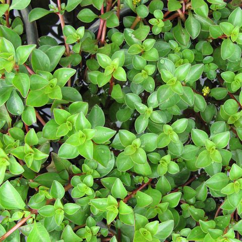 Creeping Primrose-Willow