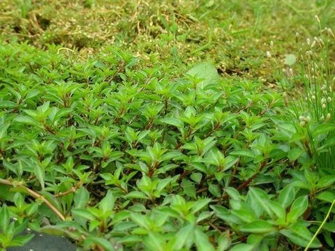 Creeping Primrose-Willow