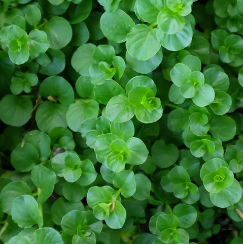 Creeping jenny store poisonous to dogs