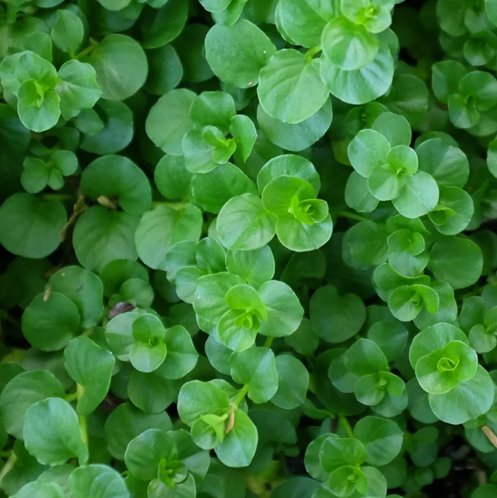 Creeping Jenny (Lysimachia Nummularia 'Green')