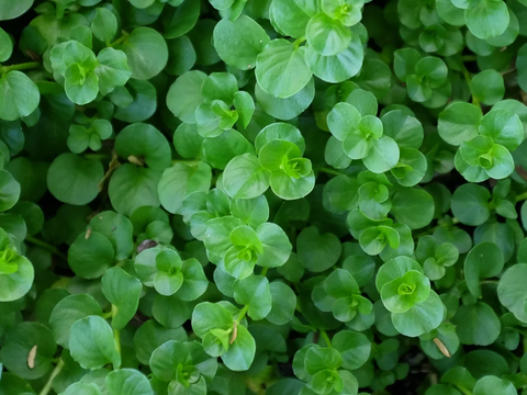 Creeping Jenny (Lysimachia Nummularia 'Green')