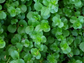 Creeping Jenny