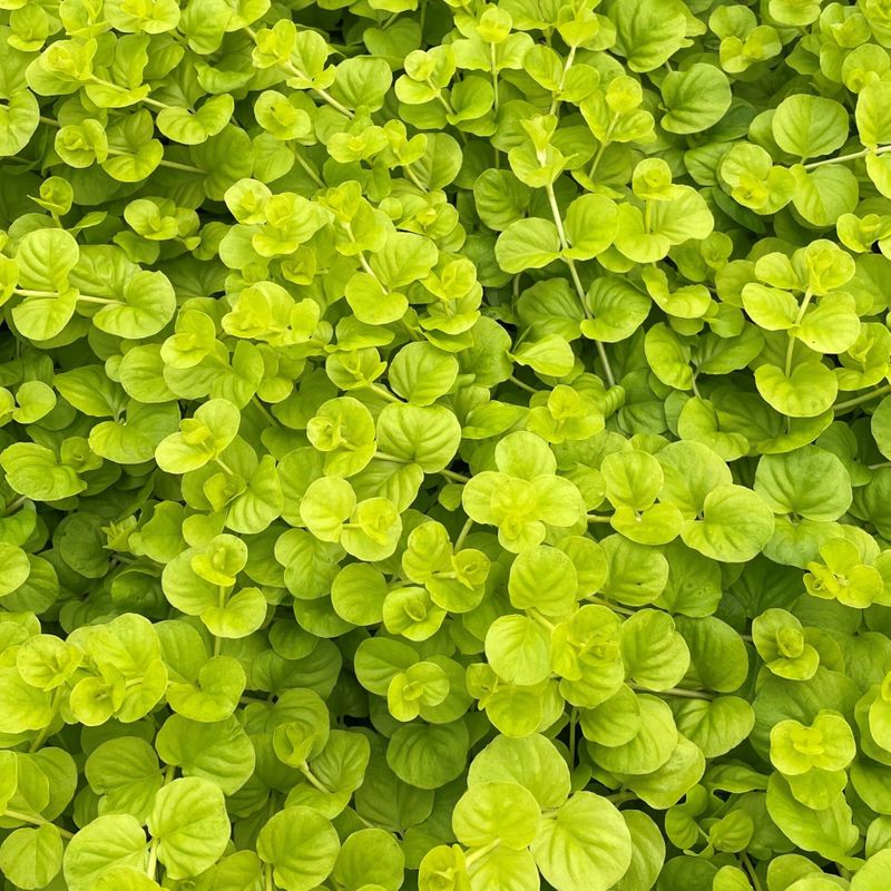 Golden Creeping Jenny (Lysimachia Nummularia 'Aurea')