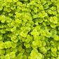 Golden Creeping Jenny