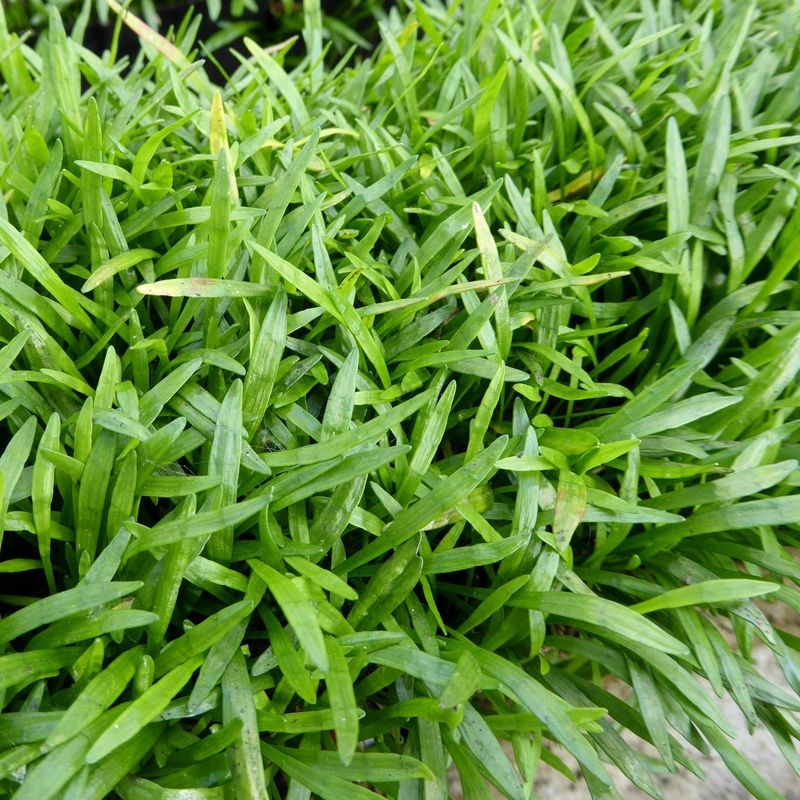 Brazilian Micro Sword Grass (Lilaeopsis Brasiliensis)
