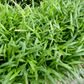 Brazilian Micro Sword Grass