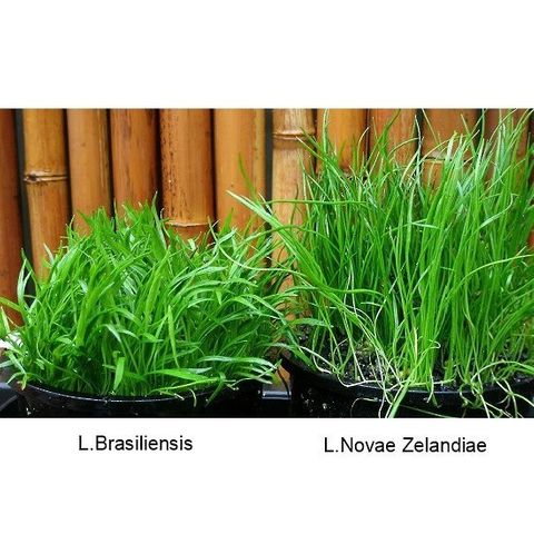 Brazilian Micro Sword Grass (Lilaeopsis Brasiliensis)