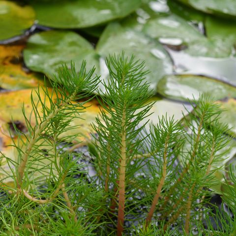 Water Milfoil (Myriophyllum Propinquum)