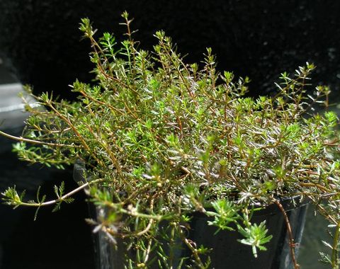 Water Milfoil (NZ Native)