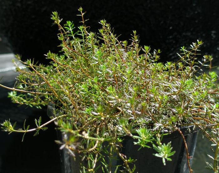 Water Milfoil (NZ Native)