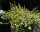 Water Milfoil (Myriophyllum Propinquum)