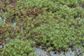 Water Milfoil (NZ Native)