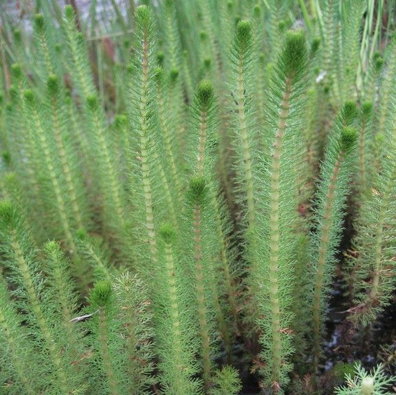 Water Milfoil (Myriophyllum Propinquum)