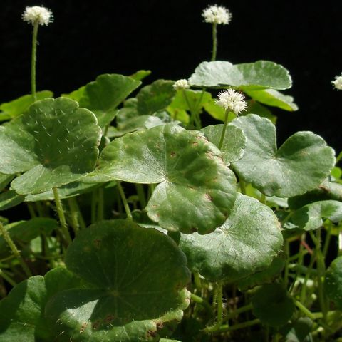 Brazilian Pennywort