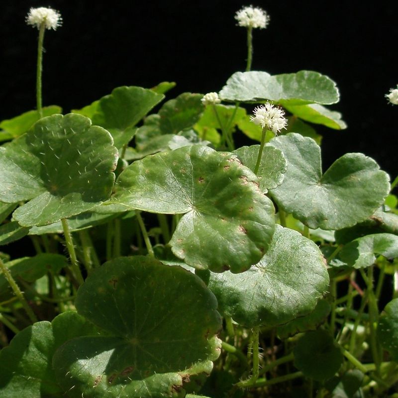 Brazilian Pennywort (Hydrocotyle Leucocephala)