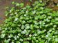 Brazilian Pennywort