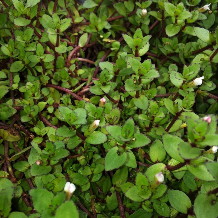 Gratiola (NZ Native)