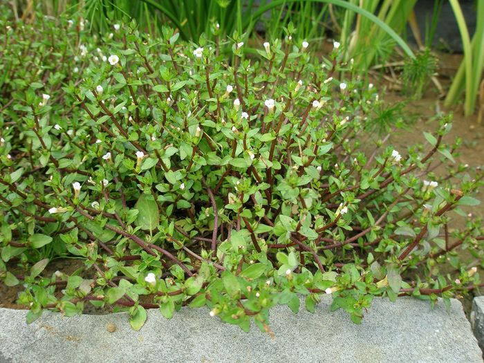 Gratiola (NZ Native)