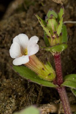 Gratiola (NZ Native)