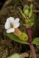 Gratiola (NZ Native)