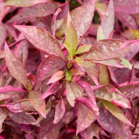 Magenta Water Hedge (Alternanthera Reineckii 'Roseafolia')