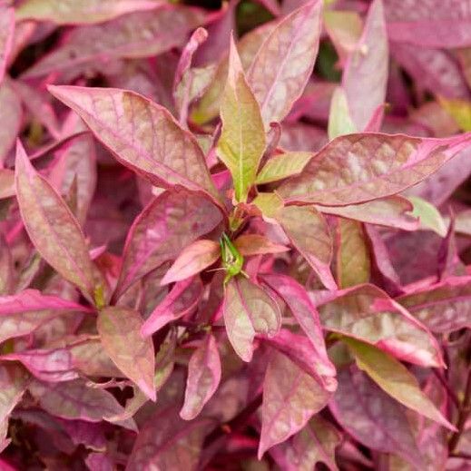 Magenta Water Hedge (Alternanthera Reineckii 'Roseafolia')