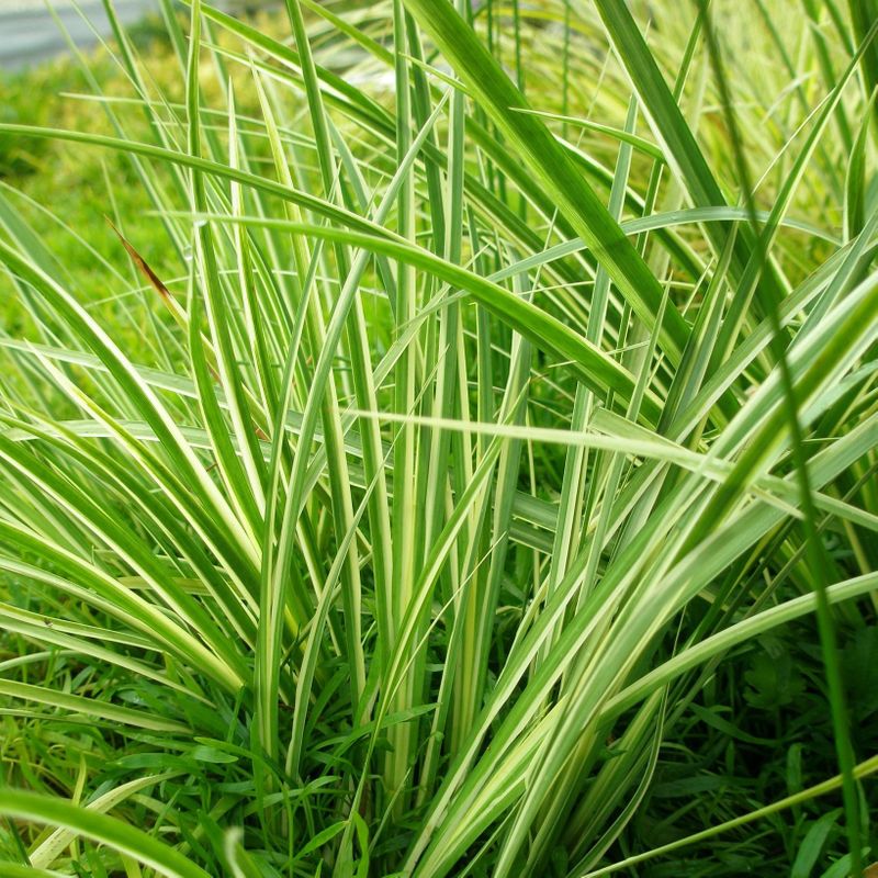 Green Japanese Sweet Flag (Acorus Gramineus 'Variegatus')