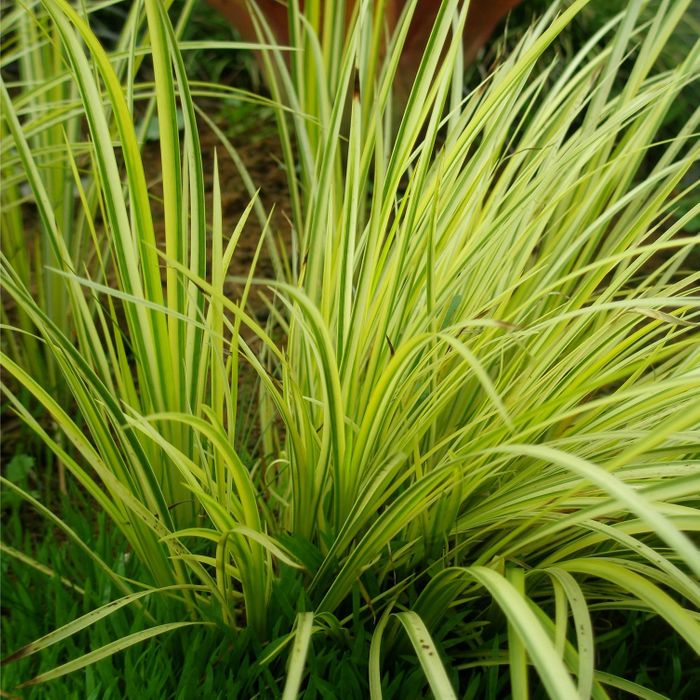 Golden Japanese Sweet Flag (Acorus Gramineus 'Ogon')