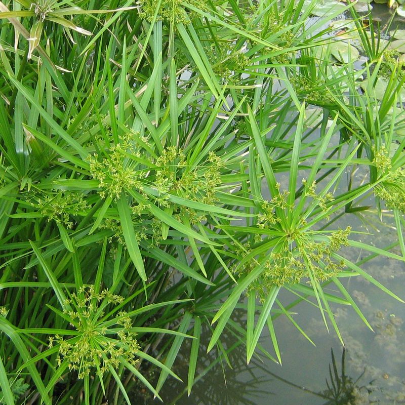 Umbrella Palm (Cyperus Alternifolius)