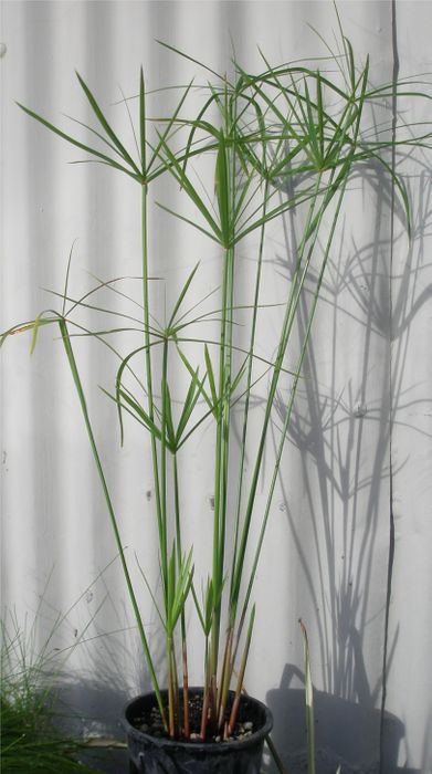 Umbrella Palm (Cyperus Alternifolius)