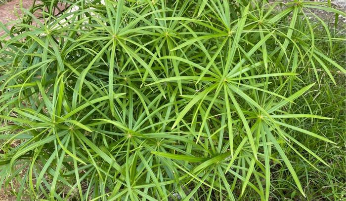 Umbrella Palm