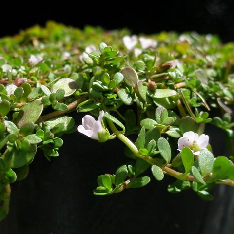 Lemon Bacopa