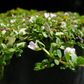 Lemon Bacopa (Bacopa Caroliniana)